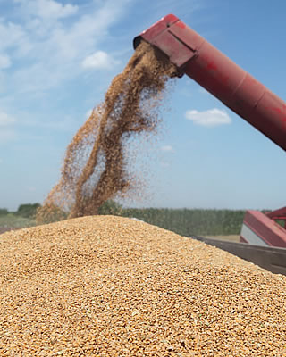 grain harvest